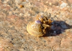 Corbicula fluminalis