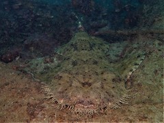 Tasselled Wobbegong photo 2