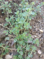 Veronica hederifolia