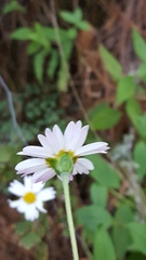 Sabazia multiradiata
