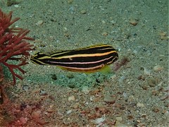 Plectorhinchus polytaenia