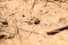 Andrena gravida
