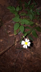 Sabazia multiradiata