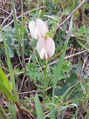 Vicia grandiflora