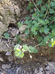 Veronica hederifolia