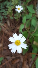 Sabazia multiradiata