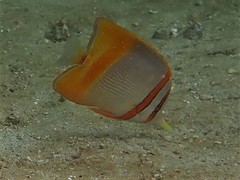 Chelmon marginalis