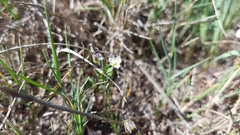 Viola kitaibeliana