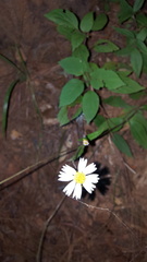 Sabazia multiradiata