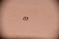 Psyllobora bicongregata