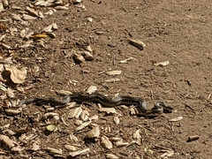 Pituophis catenifer