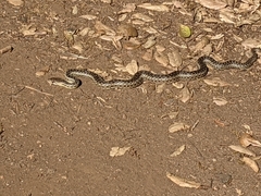 Pituophis catenifer