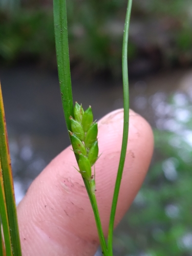 Image of Carex thornei by (c) Scott Ward, some rights reserved (CC BY)