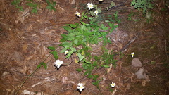 Sabazia multiradiata