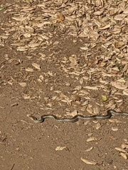 Pituophis catenifer