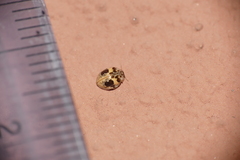 Psyllobora bicongregata