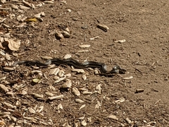 Pituophis catenifer