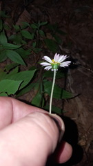 Sabazia multiradiata