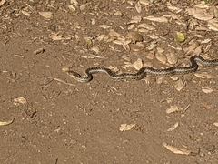 Pituophis catenifer