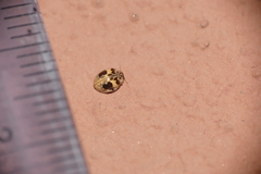 Psyllobora bicongregata