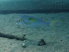 Scolopsis monogramma