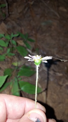 Sabazia multiradiata