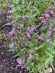 Penstemon tenuis