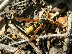 Paranthrene robiniae