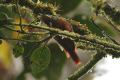 Margarornis squamiger