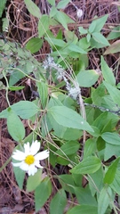 Sabazia multiradiata