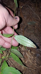 Sabazia multiradiata