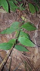Sabazia multiradiata