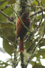 Margarornis squamiger