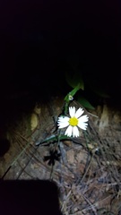 Sabazia multiradiata