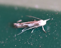 Lyonetia