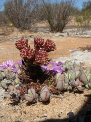 Crassula alpestris