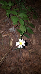 Sabazia multiradiata