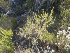 Erica spectabilis