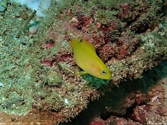 Pseudochromis fuscus