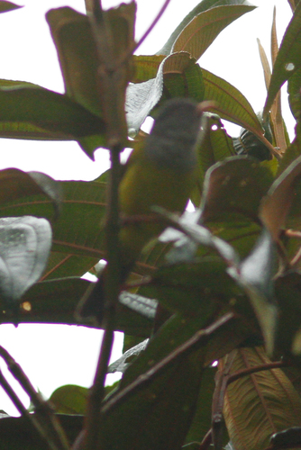 Grey-hooded Bush Tanager (Cnemoscopus rubrirostris), photo 9