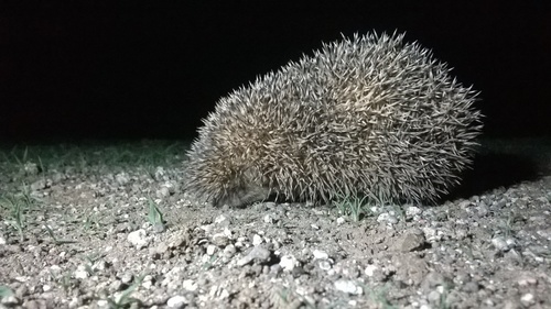 Indian Long-eared Hedgehog