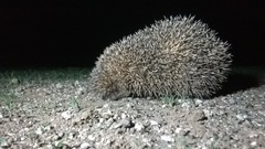 Hemiechinus collaris