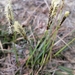 Carex ericetorum - Photo (c) Aliaksandr Mialik, algunos derechos reservados (CC BY-NC), uploaded by Aliaksandr Mialik