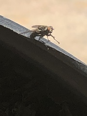 Musca domestica