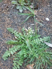 Capsella bursa-pastoris