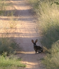 Lepus saxatilis