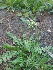 Capsella bursa-pastoris