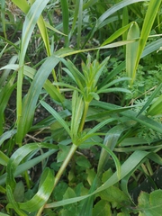 Galium aparine