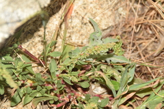 Rumex bucephalophorus