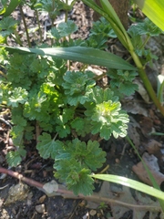 Lamium amplexicaule